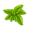 Handpicked Premium Leaves Handpicked Premium Leaves